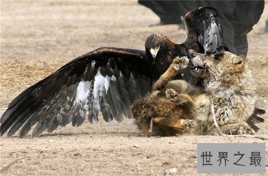 世界十大最危险的鸟类,天鹅也是其中一种?