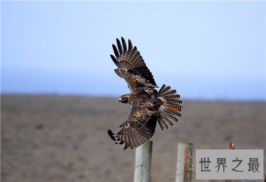 世界十大最危险的鸟类,天鹅也是其中一种?