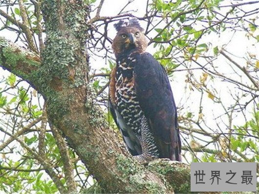 世界十大最危险的鸟类,天鹅也是其中一种?