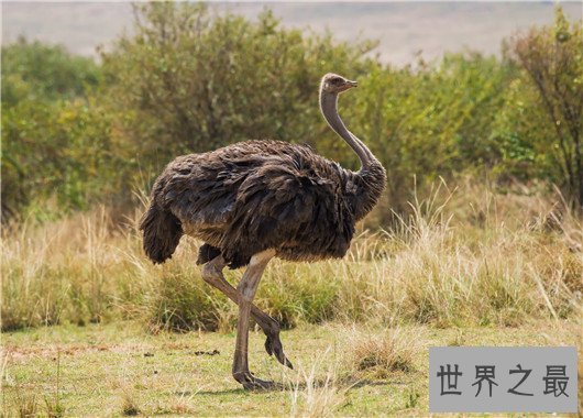 世界十大最危险的鸟类,天鹅也是其中一种?