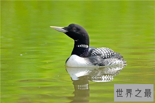 世界十大最危险的鸟类,天鹅也是其中一种?