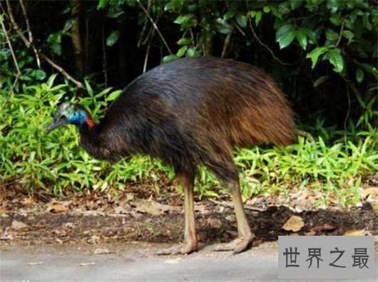 世界十大最危险的鸟类,天鹅也是其中一种?