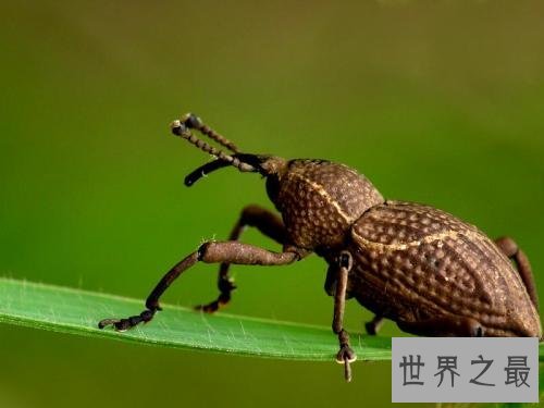 亚马逊十大奇异动物,这鸟长得像个铁憨憨