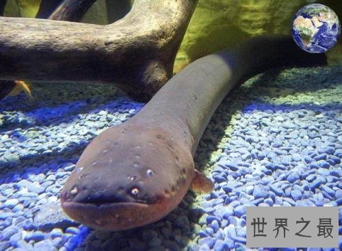 亚马逊十大奇异动物,这鸟长得像个铁憨憨