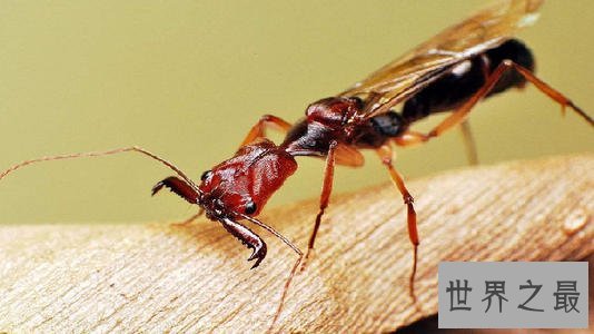 亚马逊十大奇异动物,这鸟长得像个铁憨憨