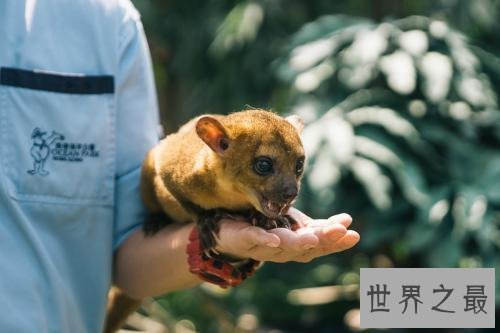 亚马逊十大奇异动物,这鸟长得像个铁憨憨