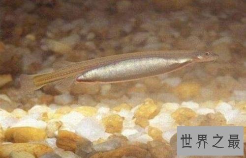 亚马逊十大奇异动物,这鸟长得像个铁憨憨