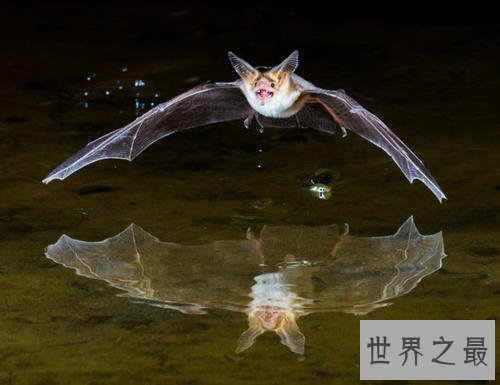 亚马逊十大奇异动物,这鸟长得像个铁憨憨