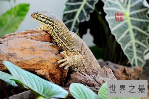 亚马逊十大奇异动物,这鸟长得像个铁憨憨