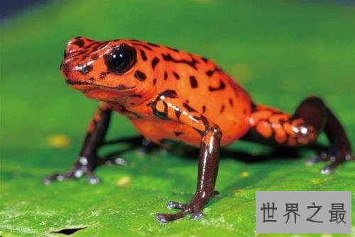 亚马逊十大奇异动物,这鸟长得像个铁憨憨