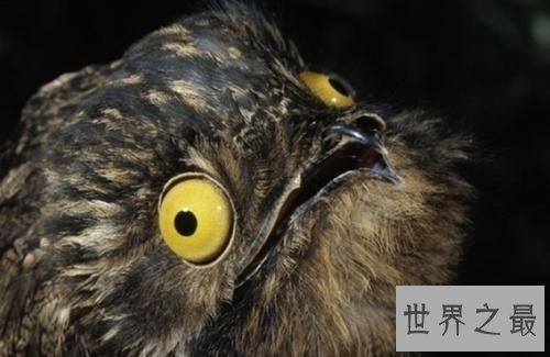 亚马逊十大奇异动物,这鸟长得像个铁憨憨