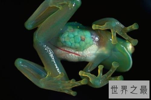 亚马逊十大奇异动物,这鸟长得像个铁憨憨