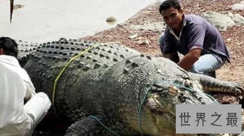 史上最大的鳄鱼,第一体重重达2000公斤!