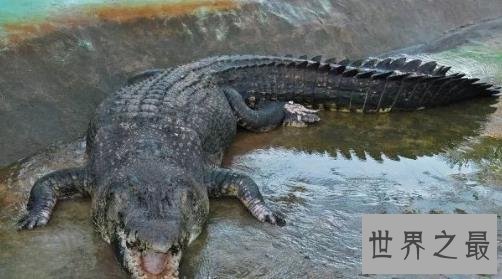 史上最大的鳄鱼,第一体重重达2000公斤!