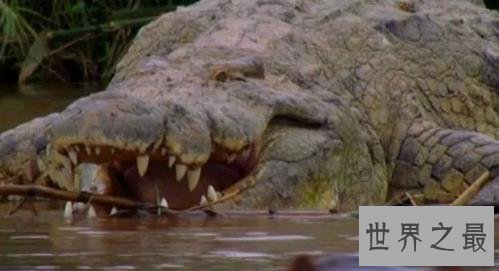 史上最大的鳄鱼,第一体重重达2000公斤!
