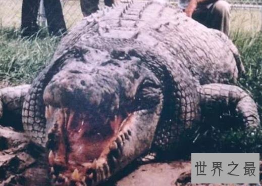 史上最大的鳄鱼,第一体重重达2000公斤!