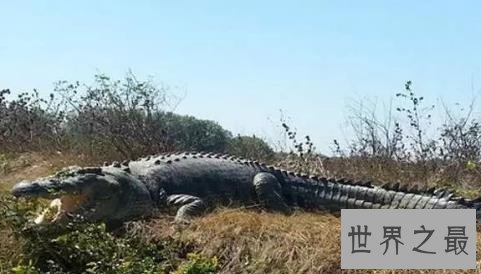 史上最大的鳄鱼,第一体重重达2000公斤!