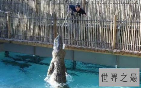 史上最大的鳄鱼,第一体重重达2000公斤!