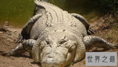 ​史上最大的鳄鱼，第一体重重达2000公斤！