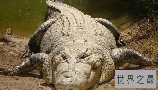史上最大的鳄鱼,第一体重重达2000公斤!