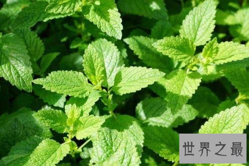 有利于提高记忆力的十种食物,常吃这些让你过目不忘