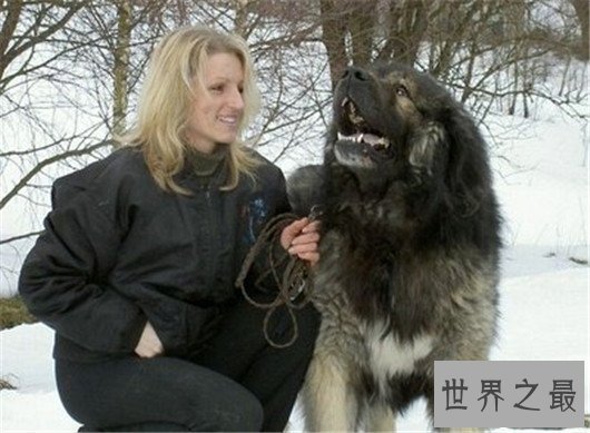 世界上最高大狗,最高的比人都要强壮