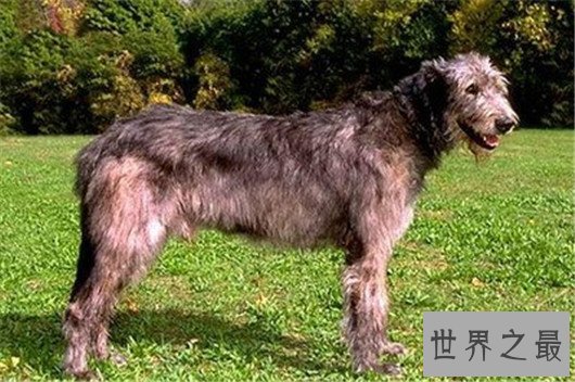 世界上最高大狗,最高的比人都要强壮