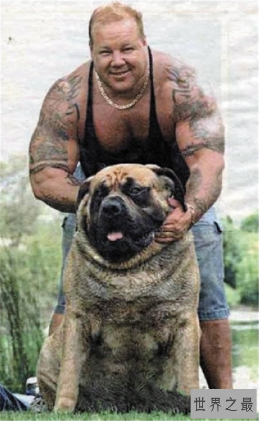 世界上最高大狗,最高的比人都要强壮