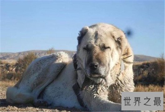 世界上最高大狗,最高的比人都要强壮