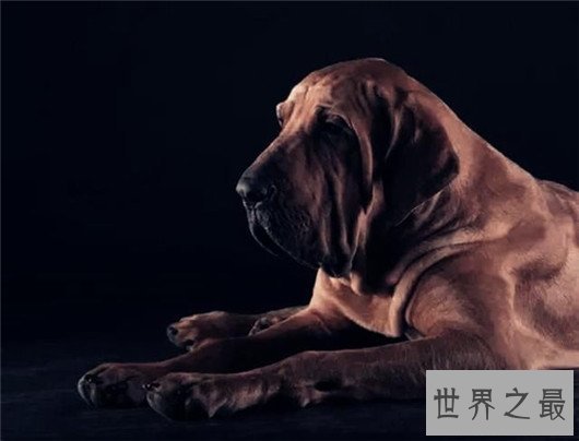 世界上最高大狗,最高的比人都要强壮