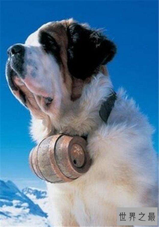 世界上最高大狗,最高的比人都要强壮