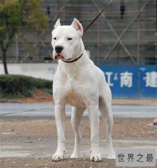 世界上最高大狗,最高的比人都要强壮