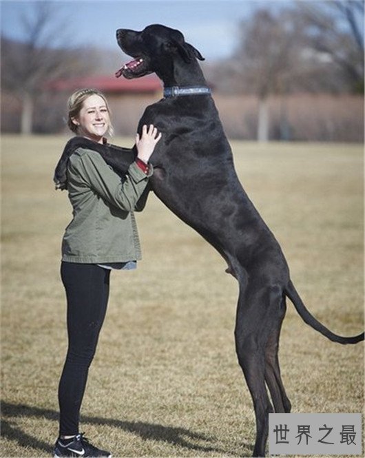 世界上最高大狗,最高的比人都要强壮