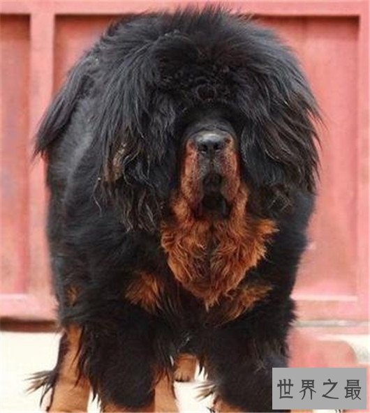 世界上最高大狗,最高的比人都要强壮