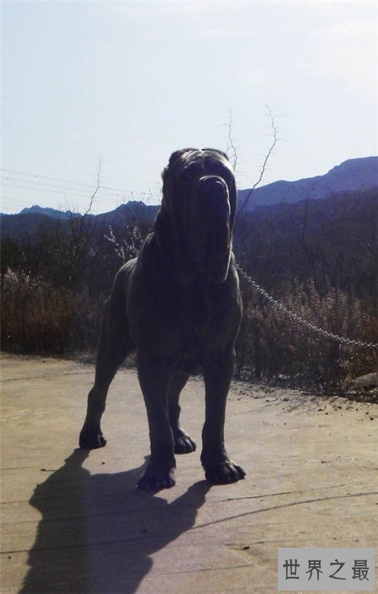 世界上最高大狗,最高的比人都要强壮