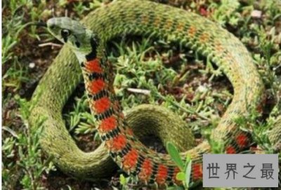 ​中国十大毒蛇排行榜,银环蛇是中国第一毒(抗毒血清都不行)