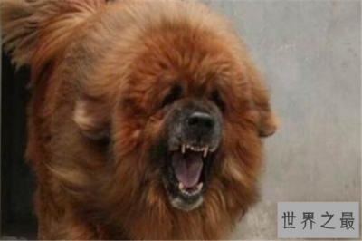 ​最凶悍的十大名犬：巴西非勒上榜，它是猛犬霸主