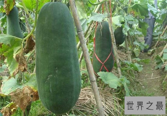 冬瓜的功效与作用,能把现有的脂肪转换消耗