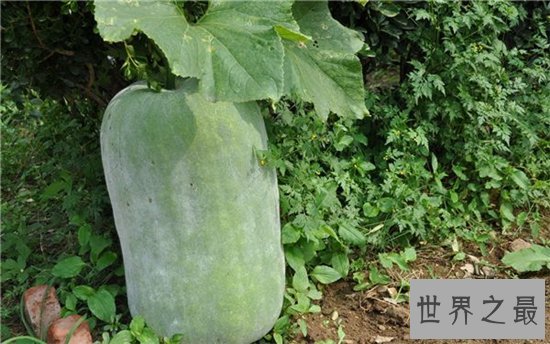 冬瓜的功效与作用,能把现有的脂肪转换消耗