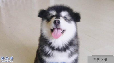 ​世界十大巨型犬:一只爪子就有足球大却性格温顺