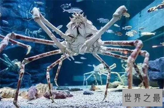 最大螃蟹,杀人蟹体型巨大异常凶狠堪称蟹中帝王!