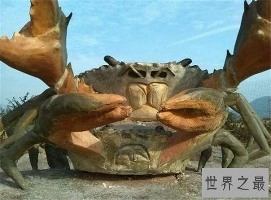 最大螃蟹,杀人蟹体型巨大异常凶狠堪称蟹中帝王!