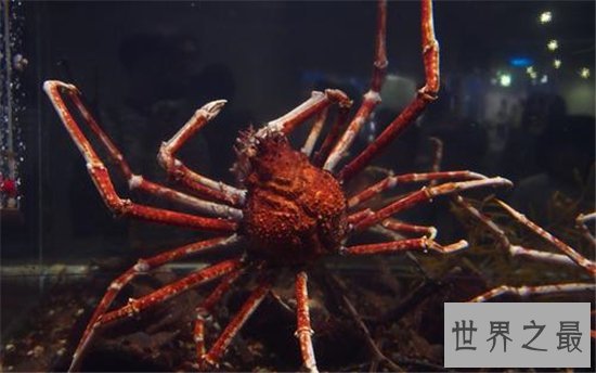 最大螃蟹,杀人蟹体型巨大异常凶狠堪称蟹中帝王!