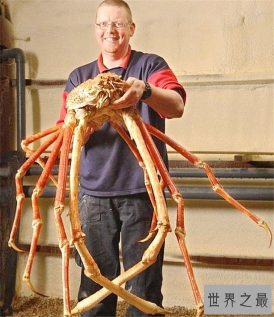 最大螃蟹,杀人蟹体型巨大异常凶狠堪称蟹中帝王!