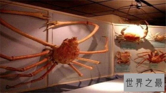 最大螃蟹,杀人蟹体型巨大异常凶狠堪称蟹中帝王!