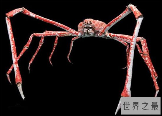 最大螃蟹,杀人蟹体型巨大异常凶狠堪称蟹中帝王!