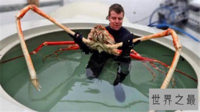 ​最大螃蟹，杀人蟹体型巨大异常凶狠堪称蟹中帝王！