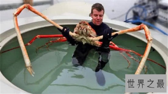 最大螃蟹,杀人蟹体型巨大异常凶狠堪称蟹中帝王!