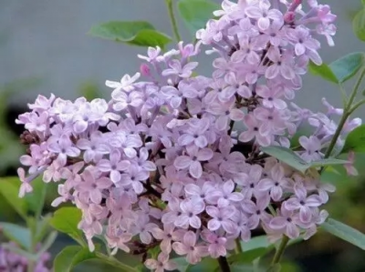 ​五月丁香是什么意思?丁香花什么时间开?