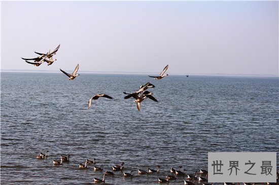 中国最大淡水湖潘阳湖,国家级的自然保护区!